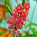stachytarpheta ( pink ) - plant