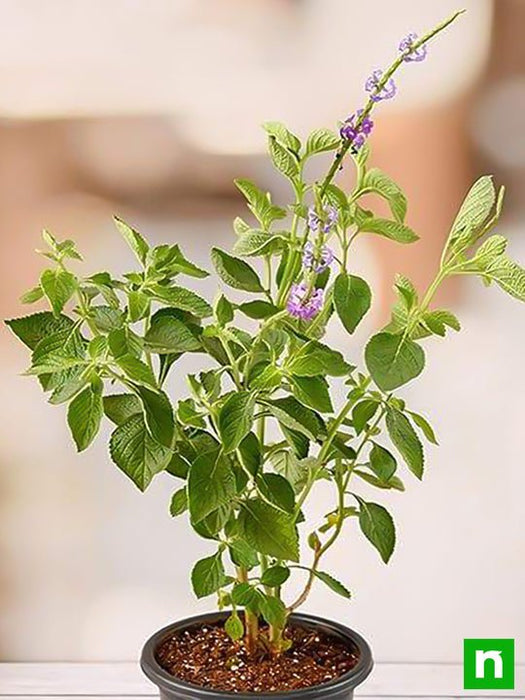 stachytarpheta ( purple ) - plant