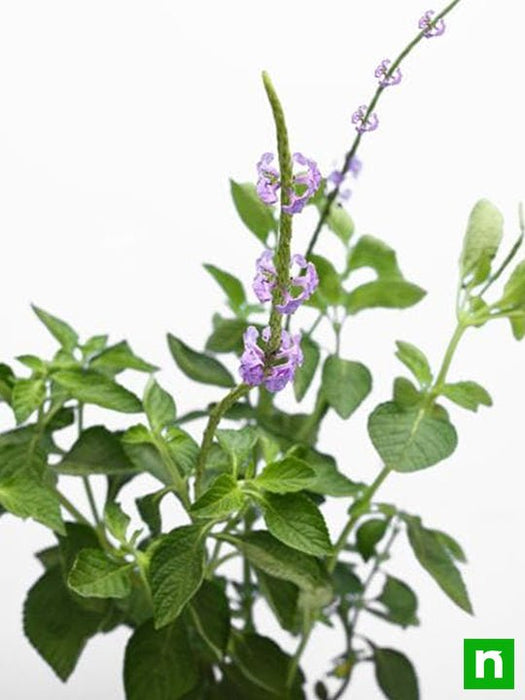 stachytarpheta ( purple ) - plant