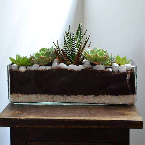 succulent in rectangle glass pot (3in ht) - plant