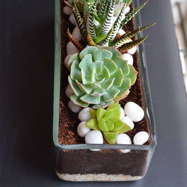 succulent in rectangle glass pot (3in ht) - plant