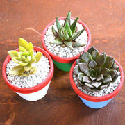 succulent triplets in colorful pots (2.5in ht) - plant