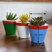 succulent triplets in colorful pots (2.5in ht) - plant