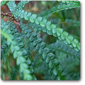 sweetfern - plant