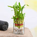 symbol of good luck 2 layer lucky bamboo - plant