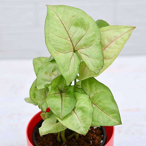 syngonium cream allusion - plant