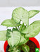 syngonium variegated - plant