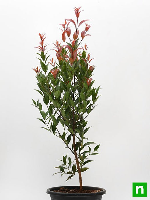 syzygium pani indoor plant Buy Syzygium Campanulatum, Christina tree