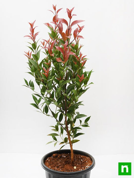 syzygium campanulatum - plant