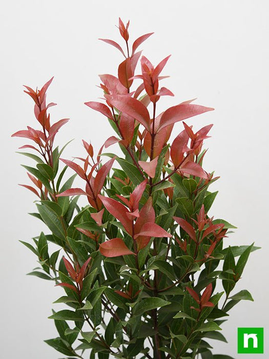 syzygium campanulatum - plant