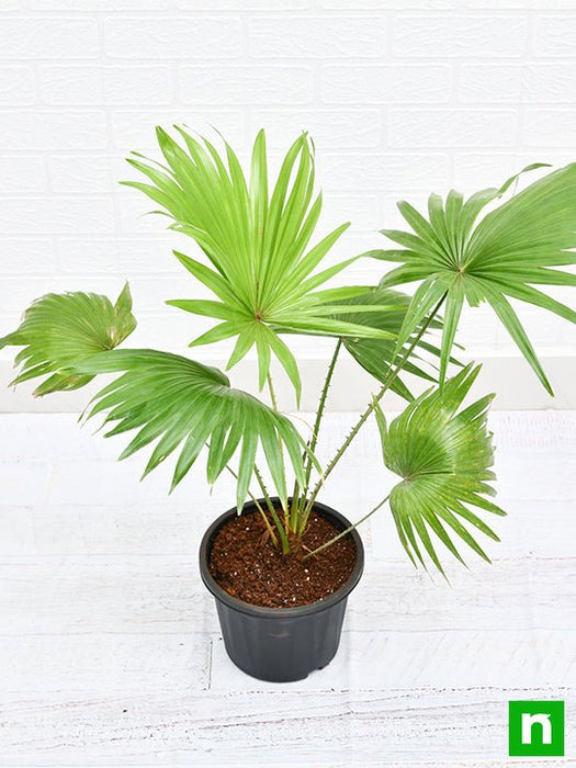 table palm plant Buy Table palm, Umbrella Palm