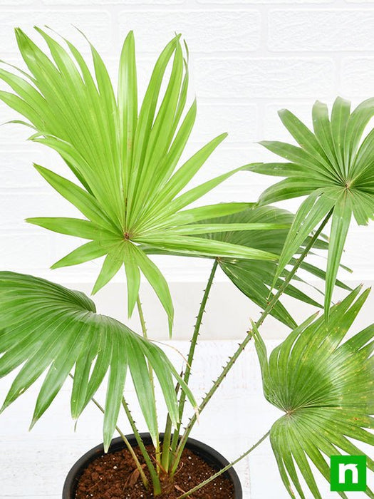 umbrella palm indoor plant Buy Table palm, Umbrella Palm