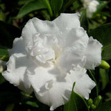 Tagar Double - Plant