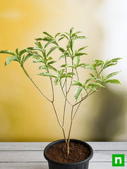 tagar variegated - plant