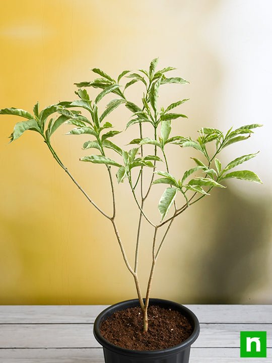 tagar variegated - plant
