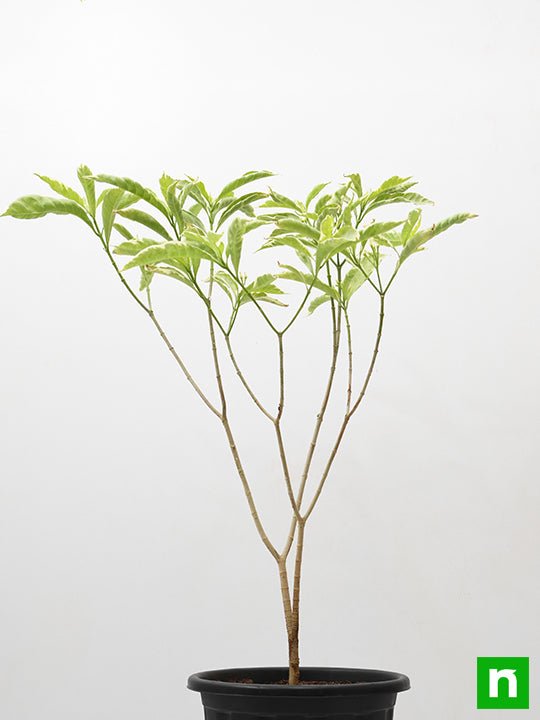 tagar variegated - plant