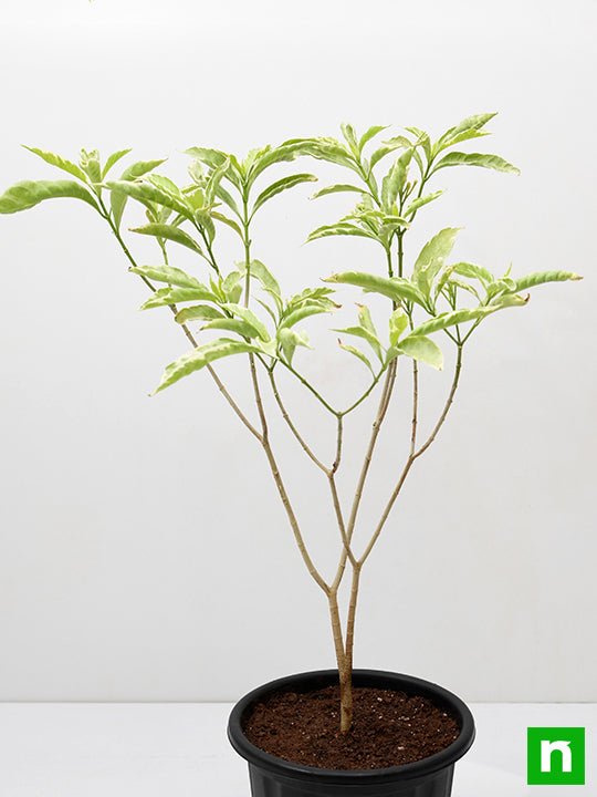 tagar variegated - plant