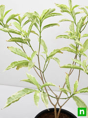 tagar variegated - plant