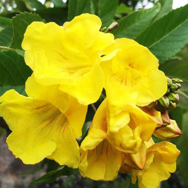 tecoma (shrub - plant