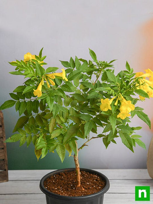 tecoma - plant