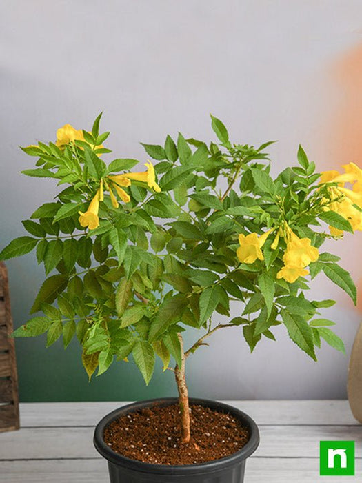plant in yellow pot Buy Tecoma, Goudichoudi (Yellow)