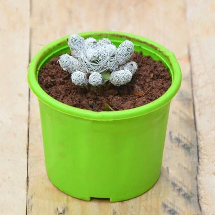thimble succulent Buy Thimble Cactus, Mammillaria vetula