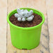 thimble cactus - plant