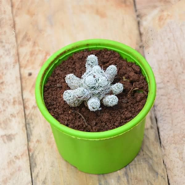 thimble cactus - plant