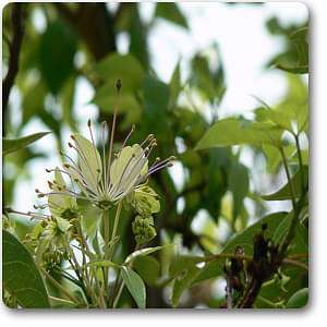 three leaved caper - plant