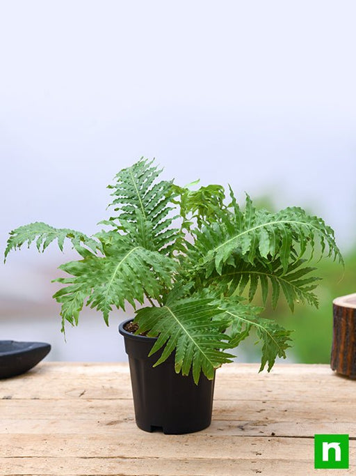 tree fern - plant