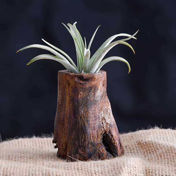 tree of life air plant Buy Tree of Life