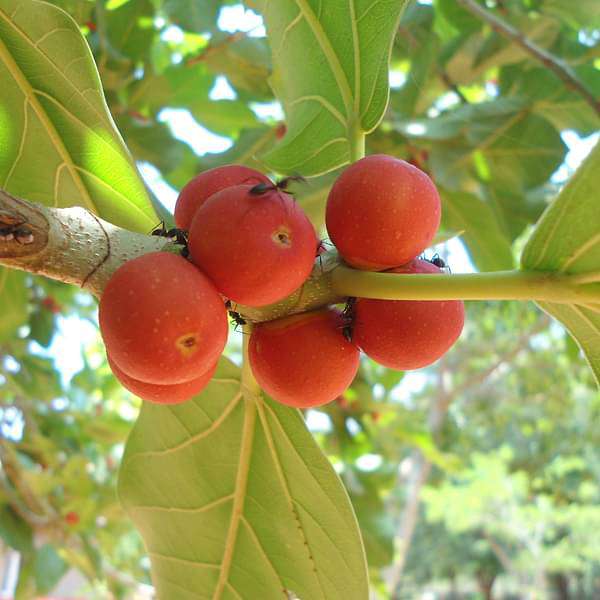 Buy Tree of Odisha, Banyan - Plant online from Nurserylive at lowest price.
