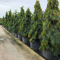 ashoka tree bonsai Buy Ashoka Tree, Polyalthia longifolia