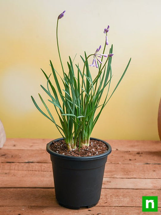 garlic plant in a pot Buy Tulbaghia Fragrans, Sweet Garlic