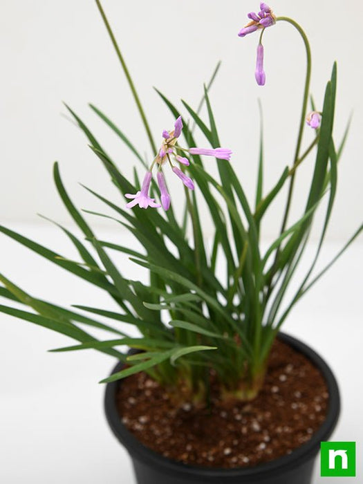 tulbaghia fragrans - plant