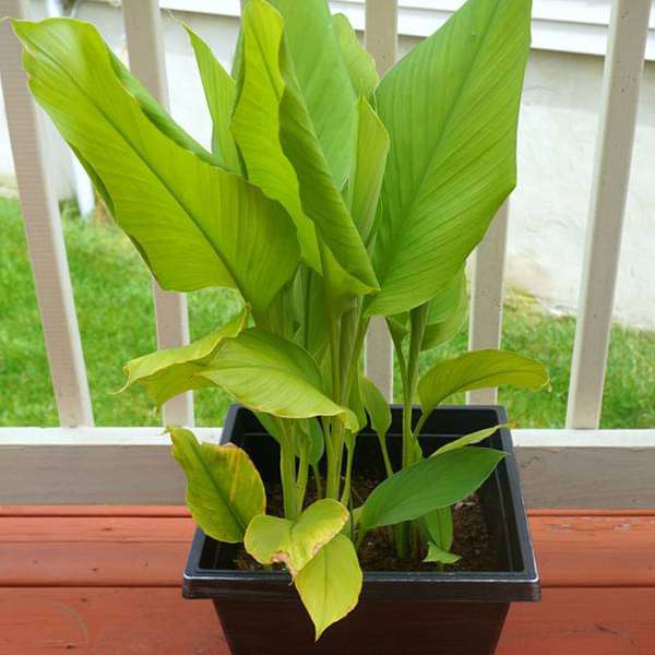 turmeric - plant