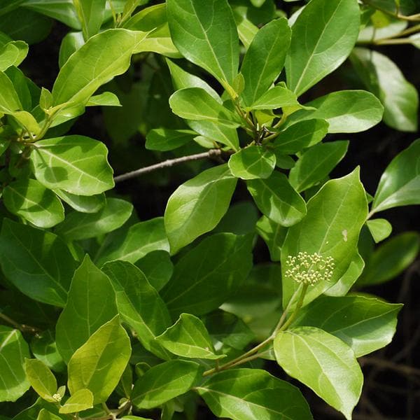 vaijayanti flower seeds Buy Vaijayanti