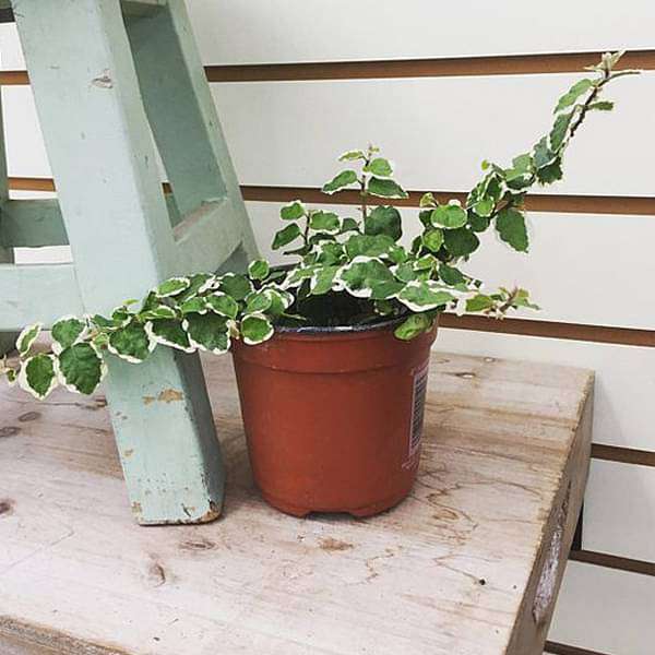 variegated creeping fig - plant