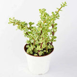 Variegated elephant bush, Jade plant variegated - Succulent Plant