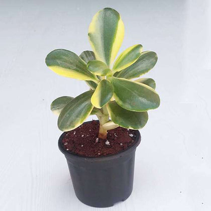 Buy Variegated Jade Plant, Crassula ovata