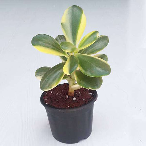 variegated jade plant - plant