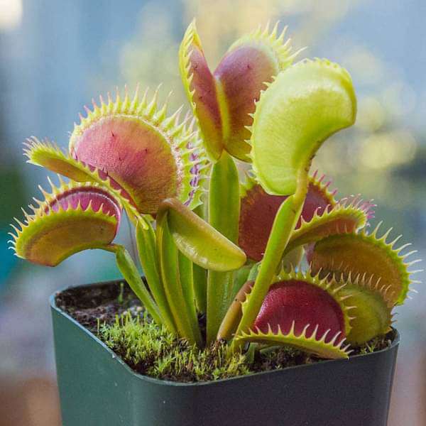 succulent fly trap Buy Venus Flytrap, Dionaea muscipula