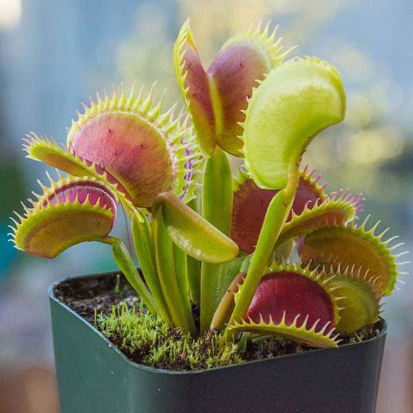 venus flytrap - plant