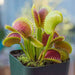 venus flytrap - plant