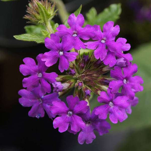 verbena (any color) - plant