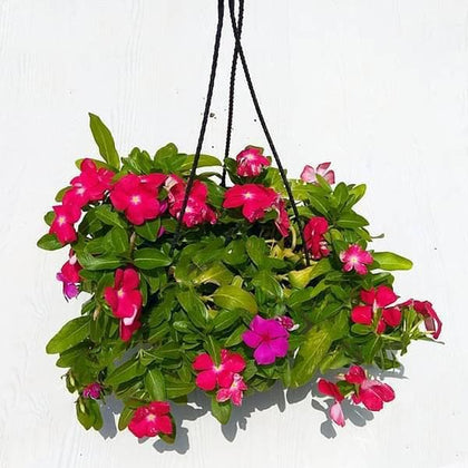 vinca hanging plant Buy Vinca, Catharanthus roseus (Hanging Basket)