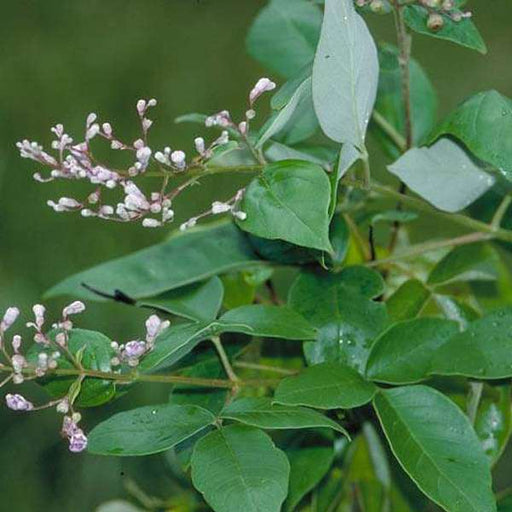 vitex trifolia - plant