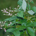 vitex trifolia - plant