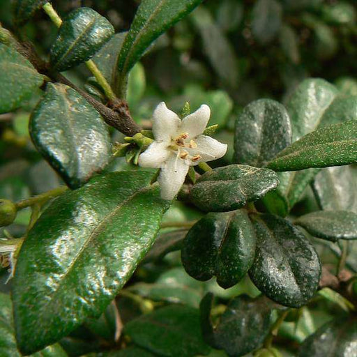 wax malpighia - plant