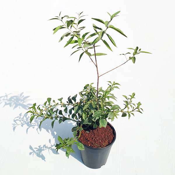 white sandalwood tree - plant